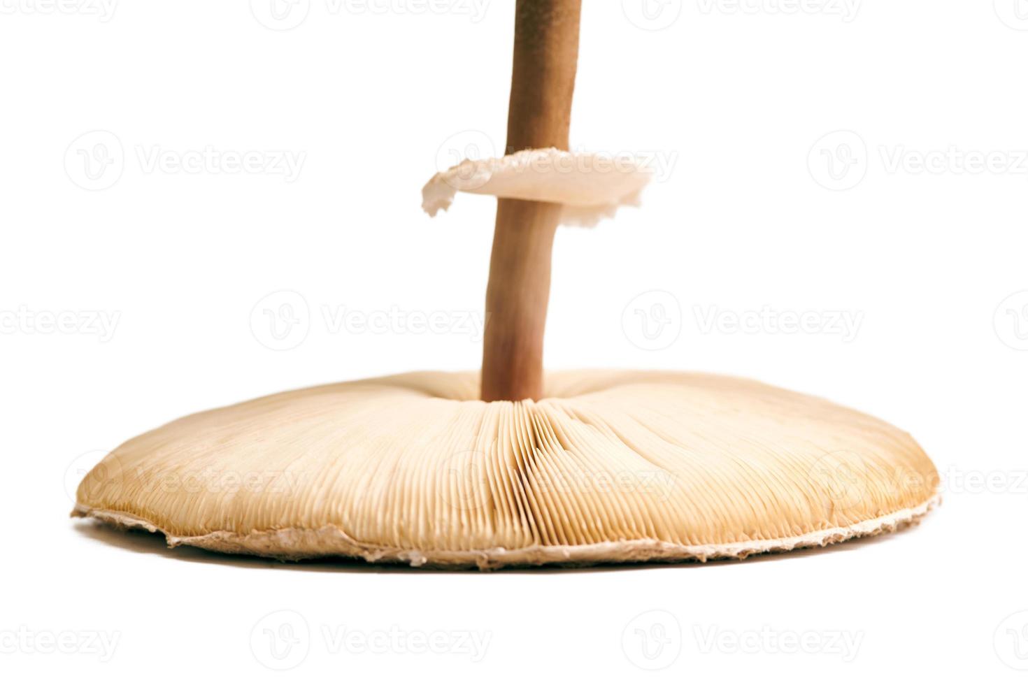 grande agárico branquias gorra de macrolepiota procera sombrilla champiñón, blanco fondo, marrón seta foto