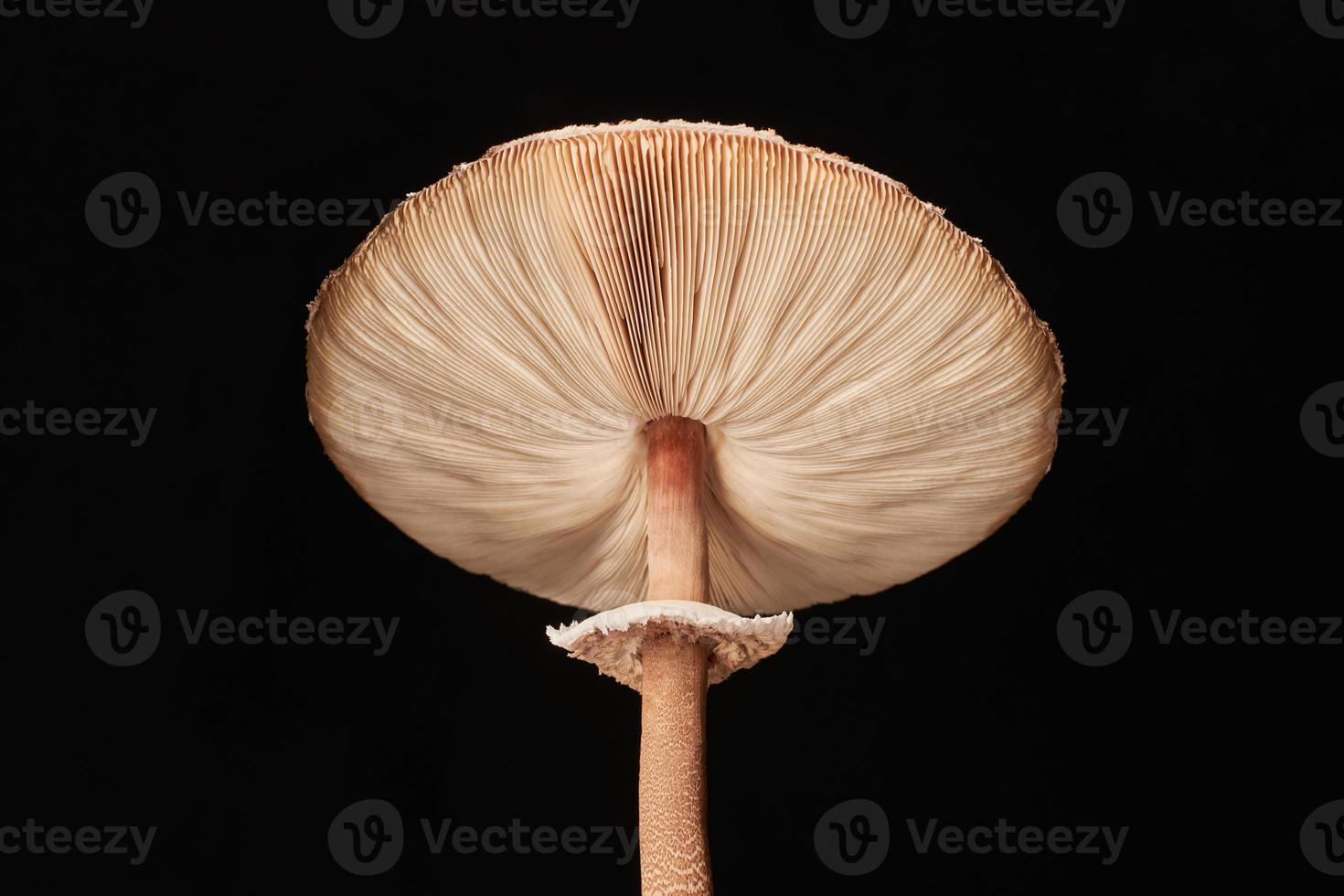 Macrolepiota procera parasol mushroom isolated on black background, brown mushroom with big cap photo