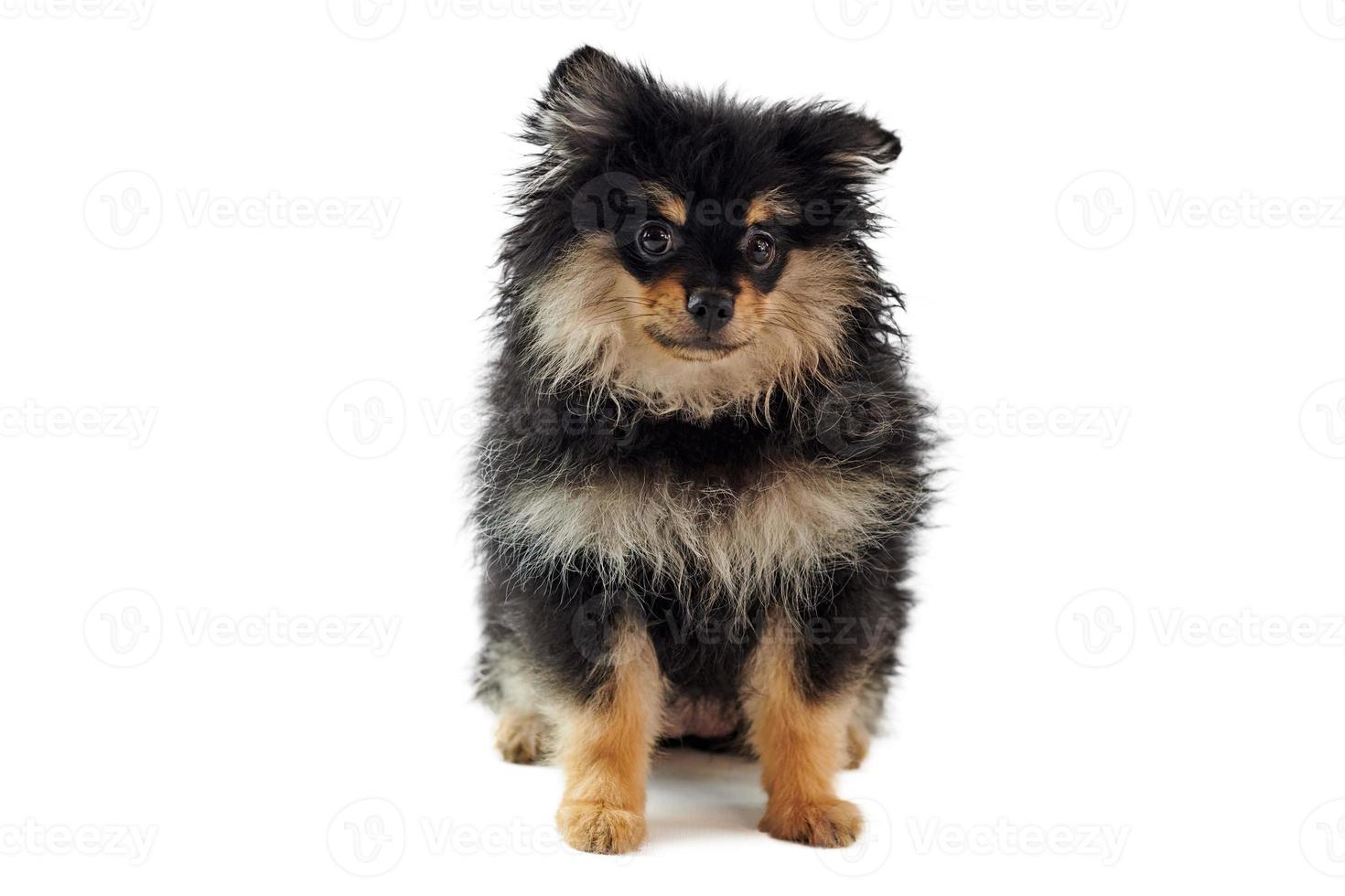 Pomeranian Spitz puppy dog isolated on white background, cute black brown yellow Spitz puppy photo