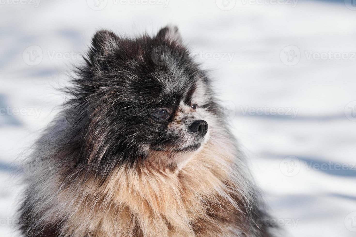 retrato de cierre de perro spitz pomeranian, lindo mármol negro con cachorro de spitz bronceado sentado en la nieve foto