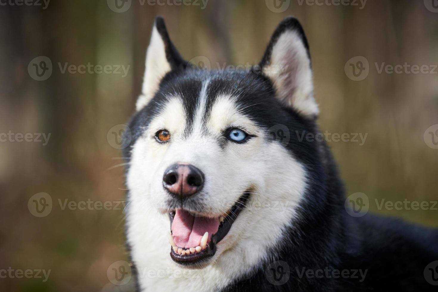 Siberian Husky dog portrait with blue eyes and gray coat color, cute sled dog breed photo