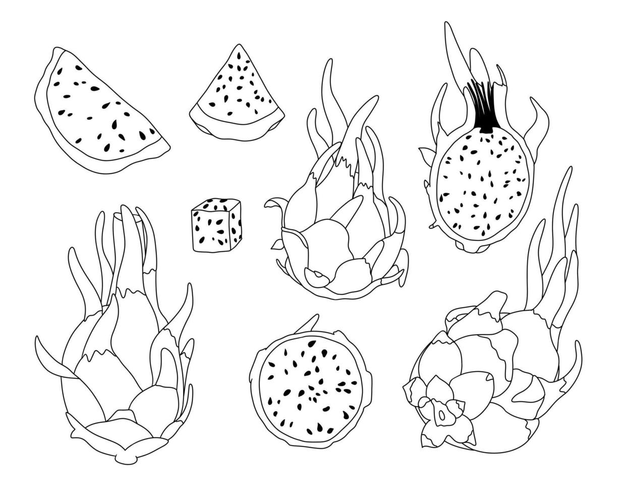 Pitaya or dragon fruit set. Whole and half. Hand drawn outline vector illustration isolated on white background. Nature cactus for diet