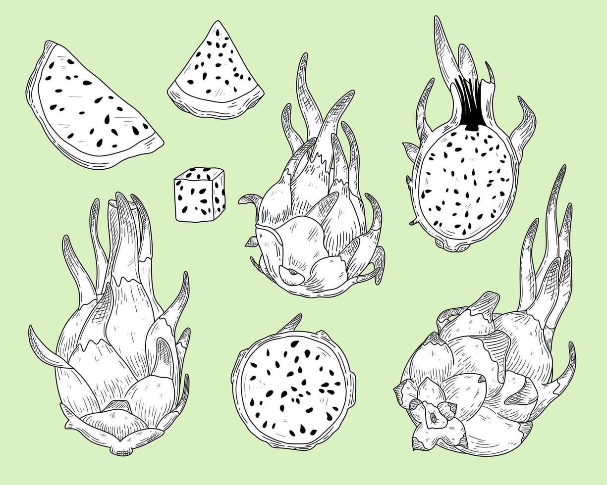 Organic plant. Sweet dessert - pitaya. Fresh dragon fruit with different vitamins. Tropical pitahaya is asian food. Exotic vector illustration in line style