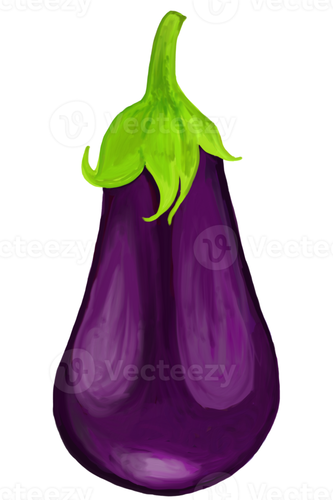 Watercolor and drawing for violet Eggplant. Digital painting of fruits illustration. png