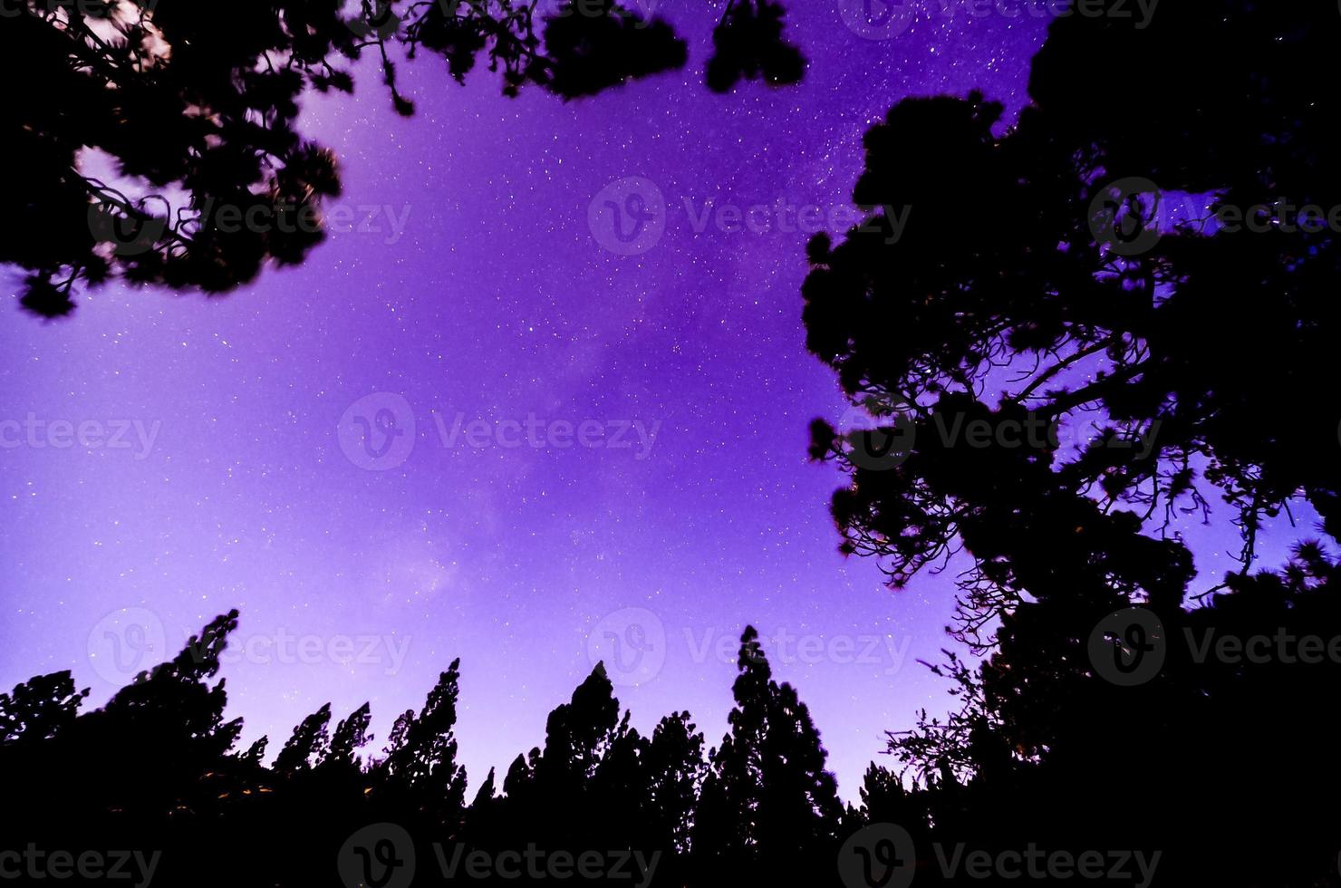 Scenic forest landscape photo