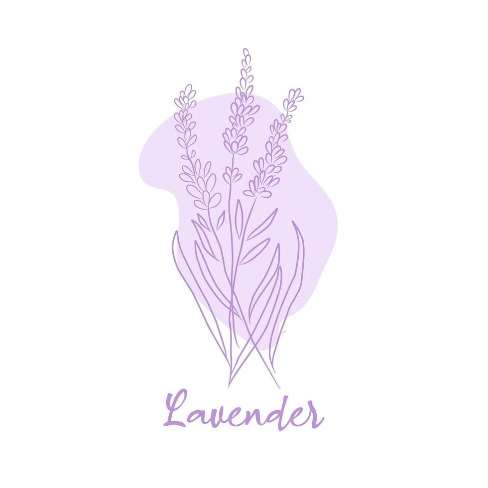 Bunch of outline lavender flowers on a white background. vector