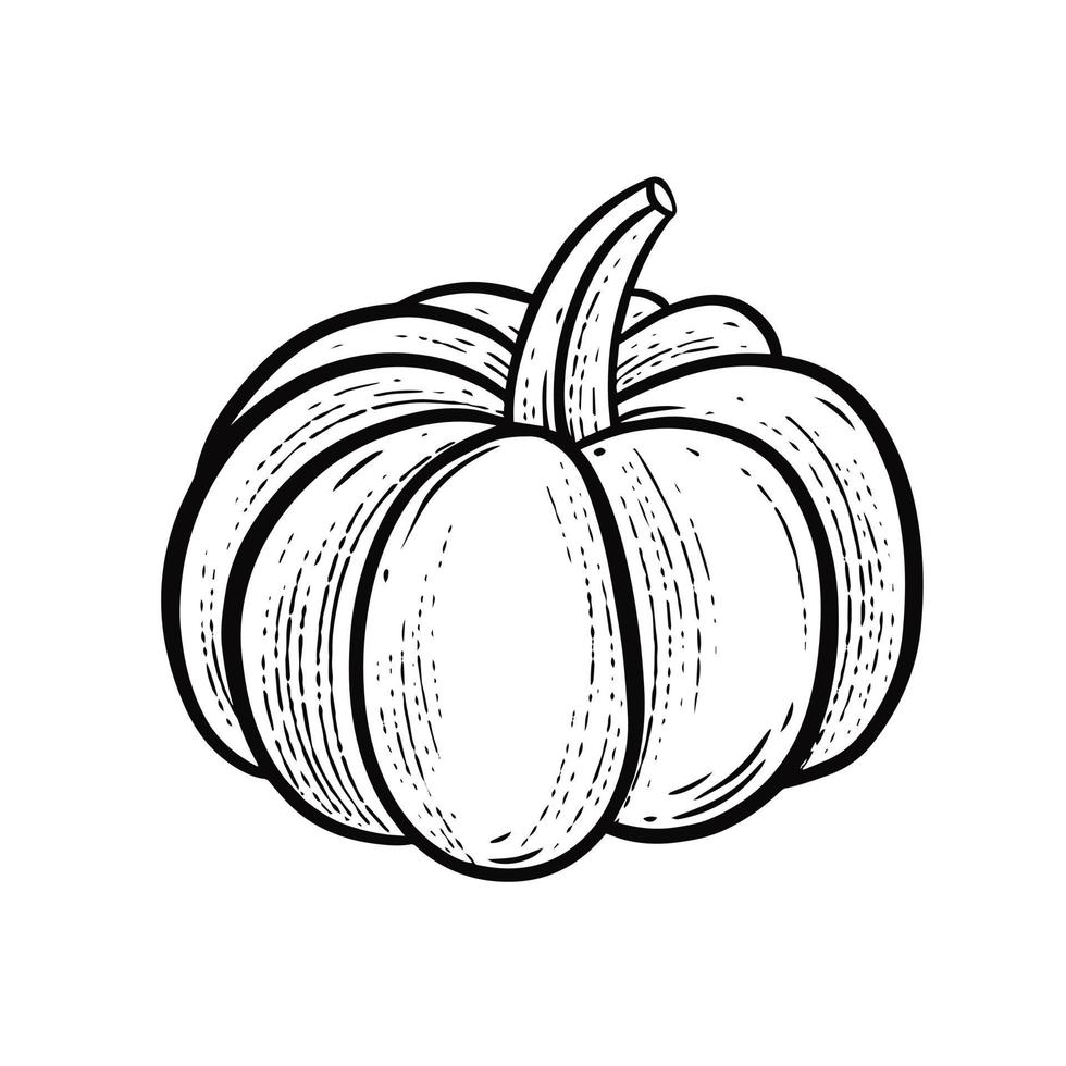 Pumpkin hand drawn engraving style vector art illustration.