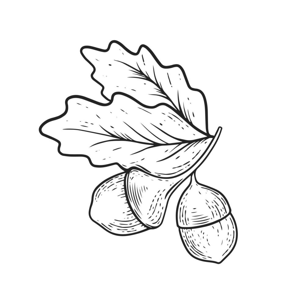 Acorn hand drawn black color sketch engraving style. vector