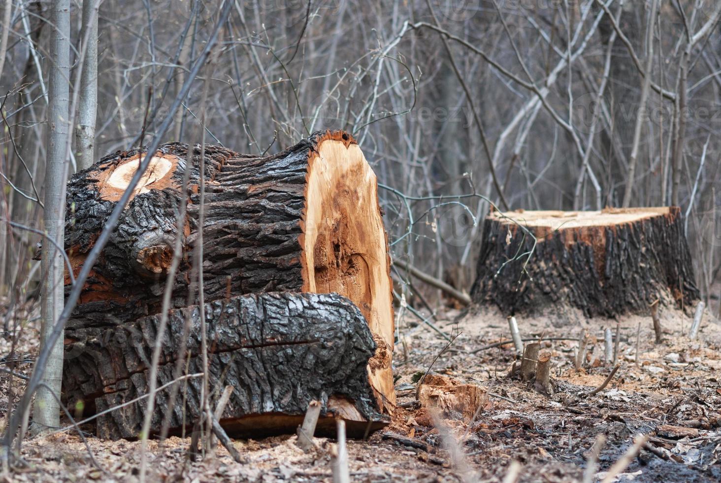 Stump of old cut-off tree in public park or forest - cutting down diseased trees photo