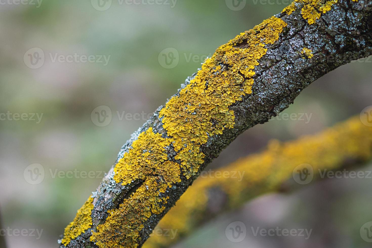 Yellow tree lichen on old Syringa trunk photo