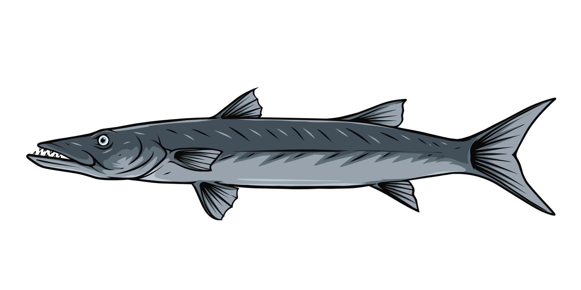 barracuda pescado vector ilustración