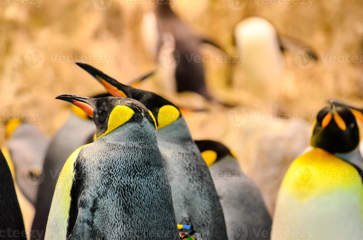 Penguins at the zoo photo