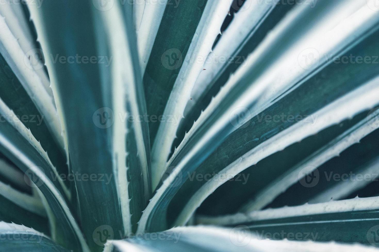 Blue stripes agave leaves Caribbean Agave, closeup photograph photo