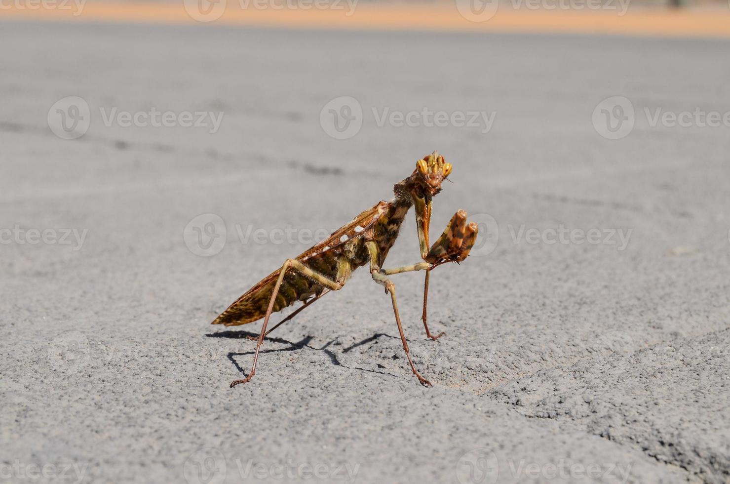 Mantis on the sidewalk photo