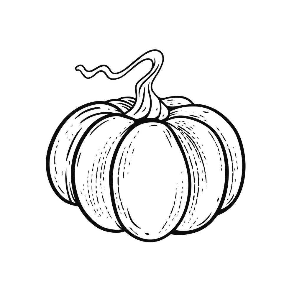 Whole pumpkin engraving style black color outline sketch. vector