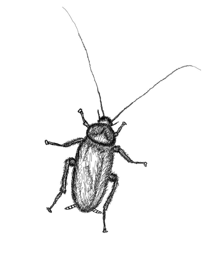 Cockroach in line art vector