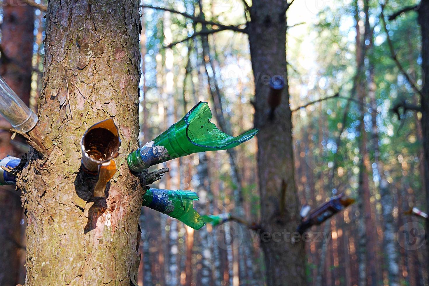 Necks of broken glass bottles on tree branches in forest for shooting photo
