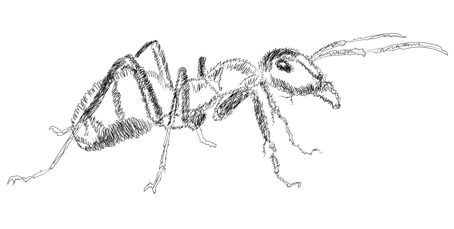 Ant line art vector