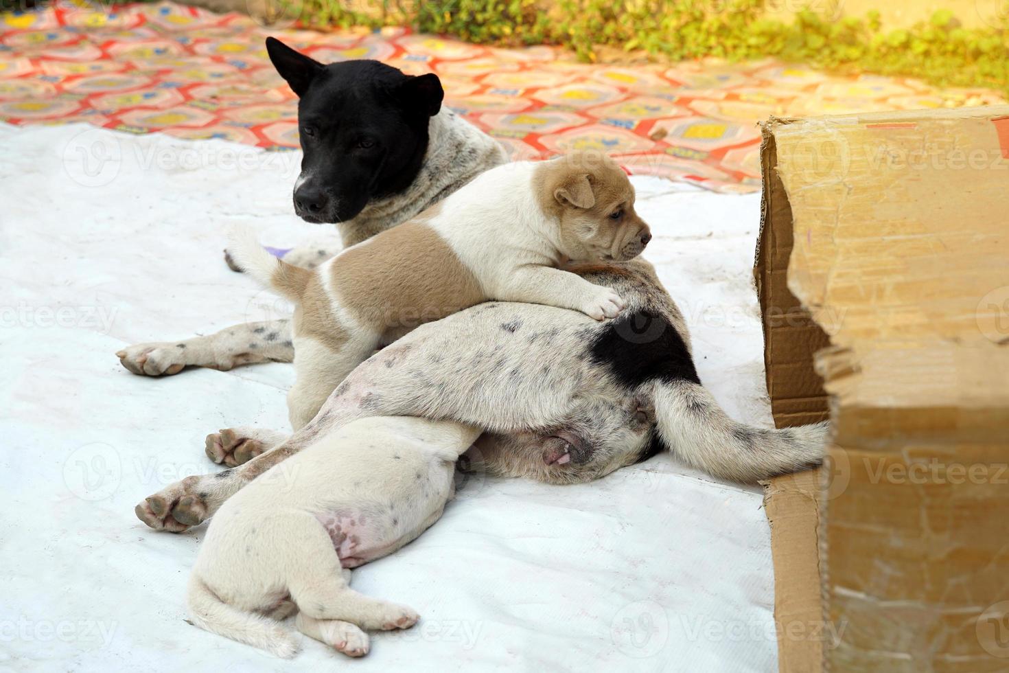 Two Thai native puppies, a brown and white one playing on top of their mother, a black and white one sucking on her mother's milk under her legs. Soft and selective focus. photo