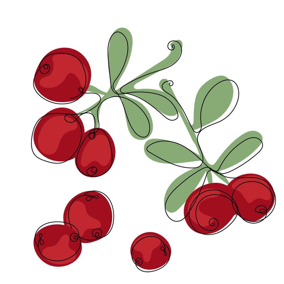 Cranberry. Color illustration of ripe cranberry vector