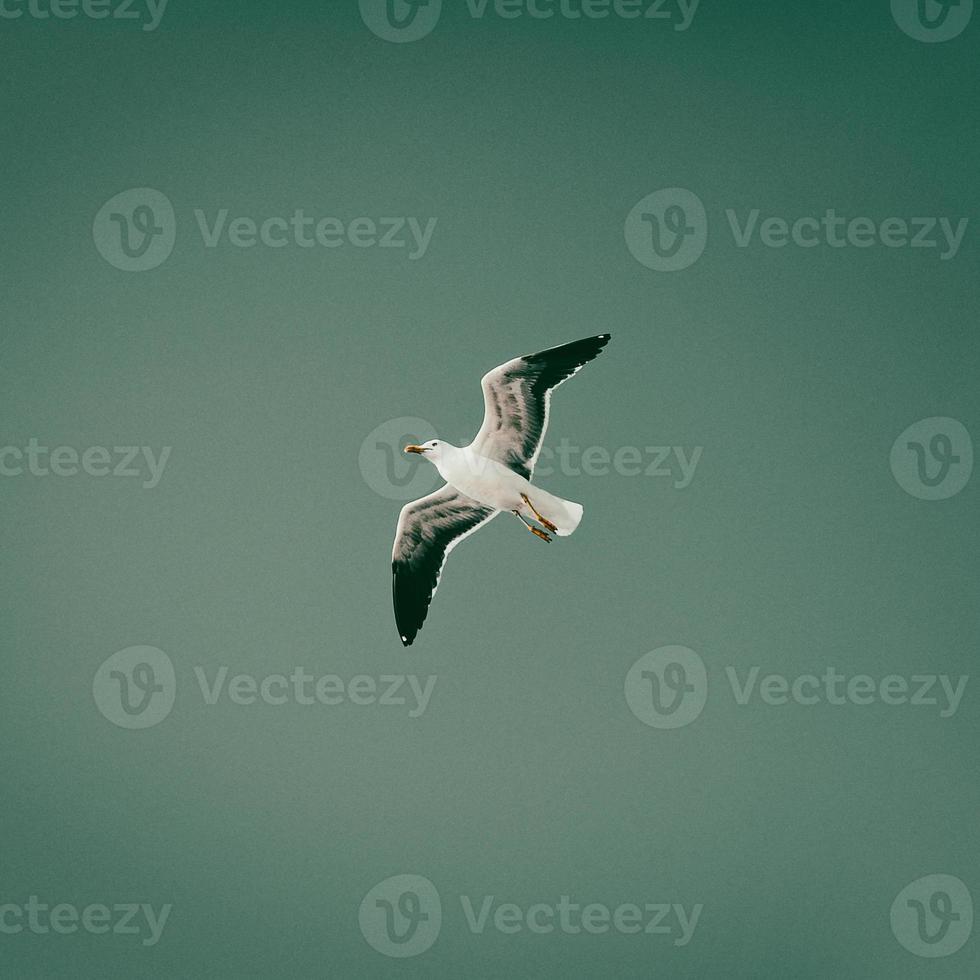 Seagull flying in blue sky, bird in flight, copy space photo