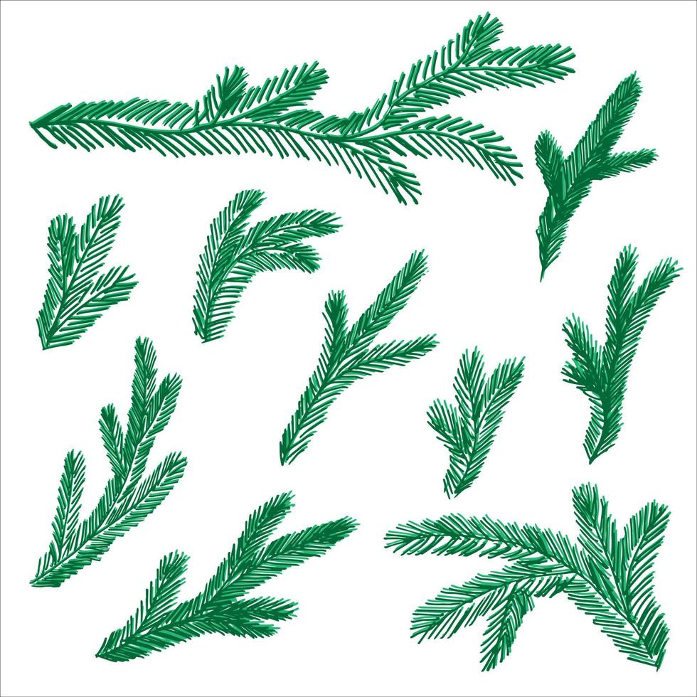 Set of hand-drawn Branch of Christmas tree or pine vector