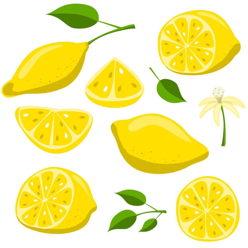 Lemon fruits with slices and leaves vector
