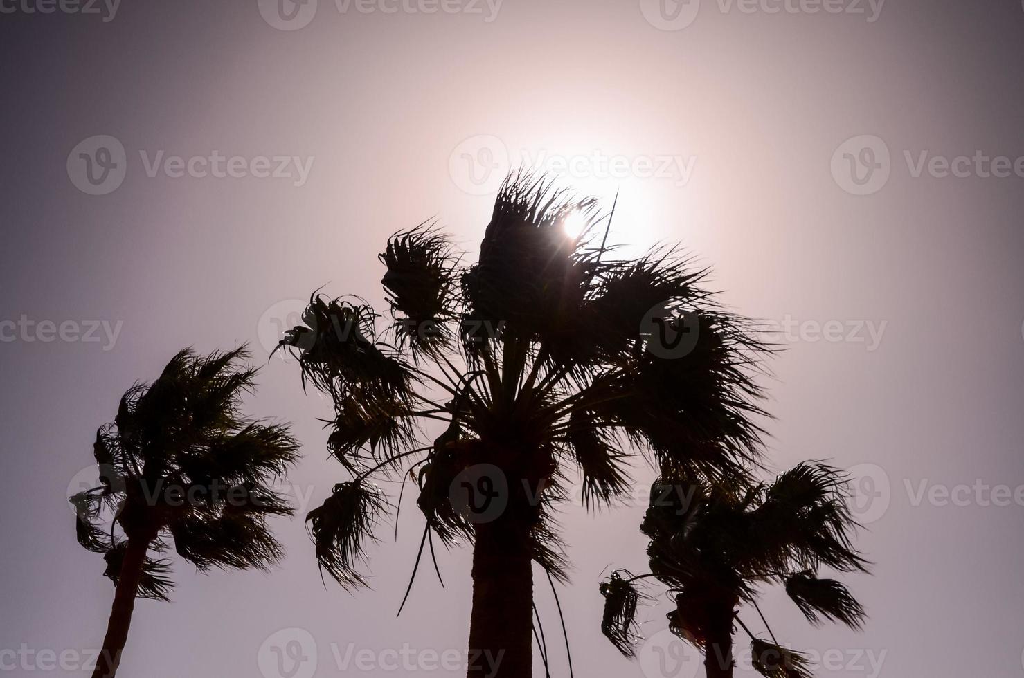 Tropical palm trees photo