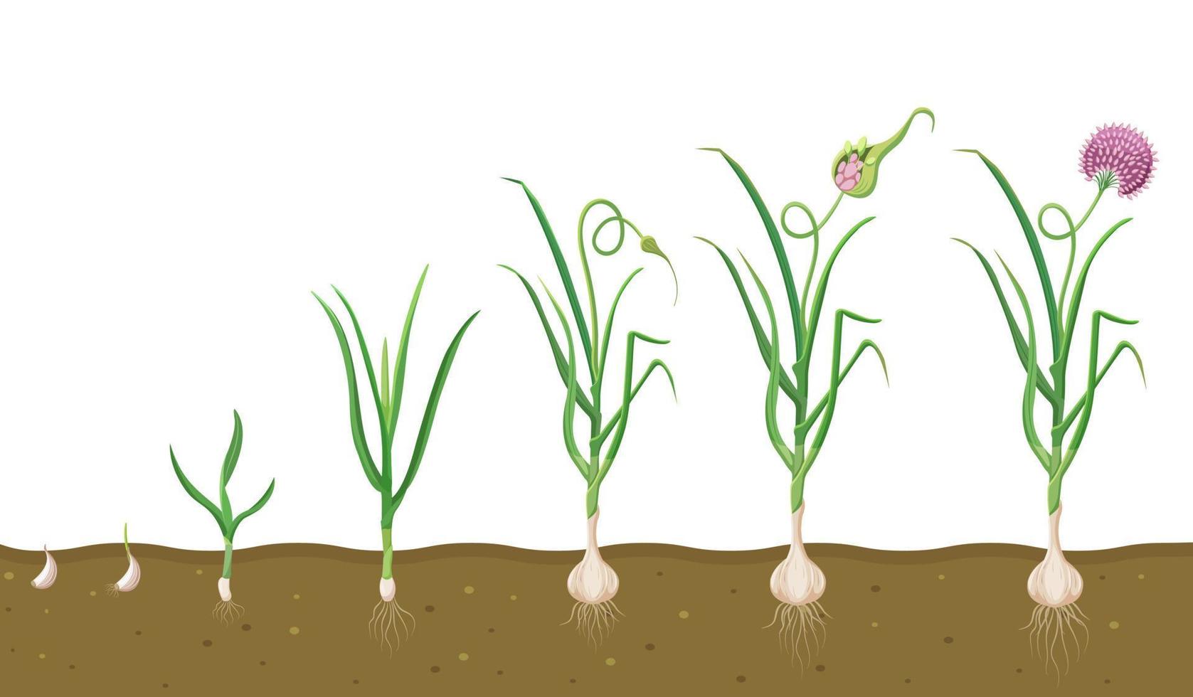 Growth of garlic in soil. Cycle of growing vegetables. Plant growth cycle in biology. vector