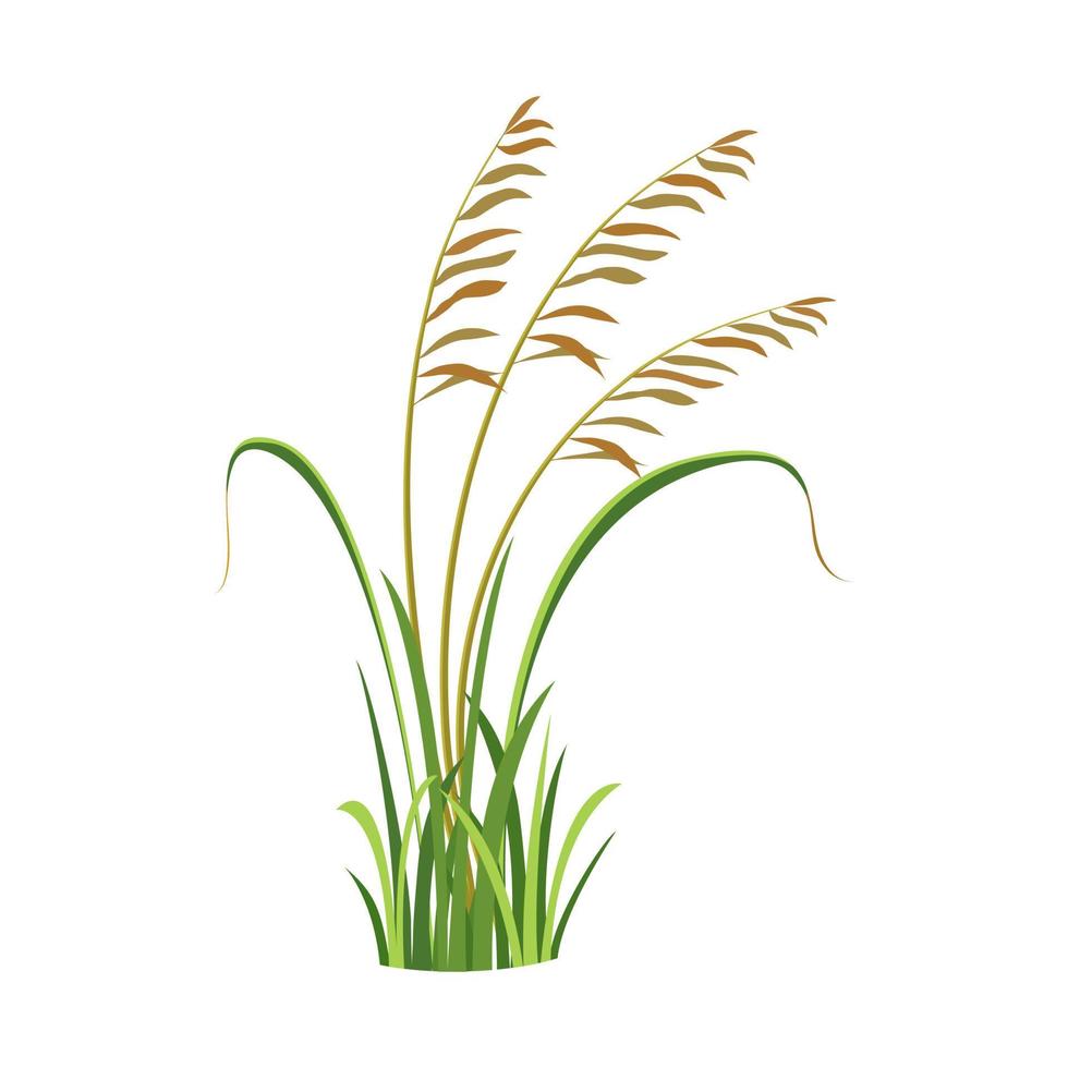 Bush of wild grass with reeds. Element of marsh vegetation. River grass. Weed vector illustration.