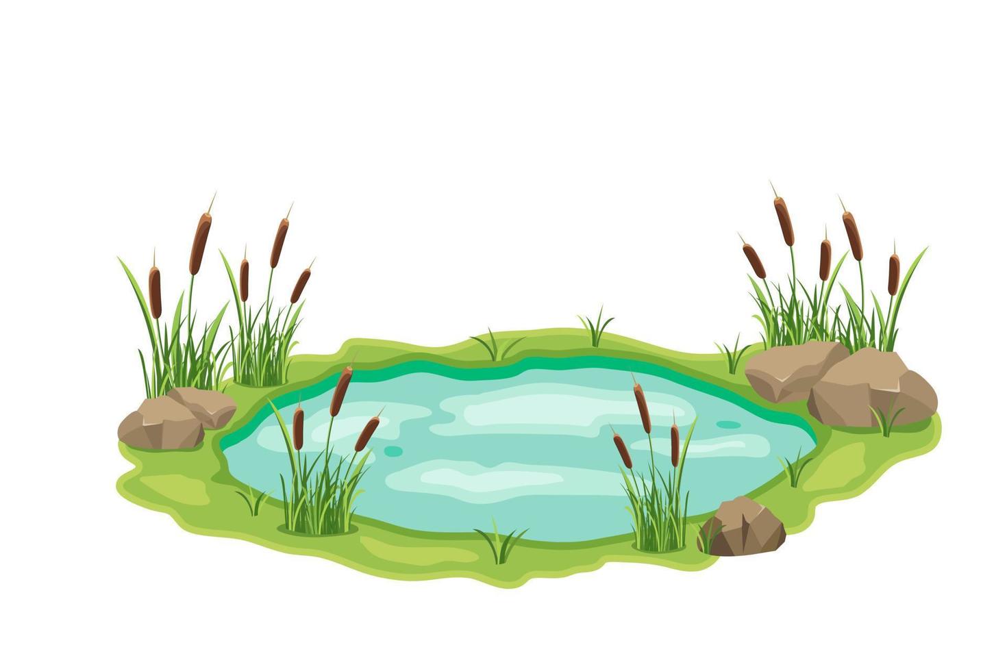 Pond with cattail and thickets. Swamp in grass and stones. Vector design illustration with wild vegetation.
