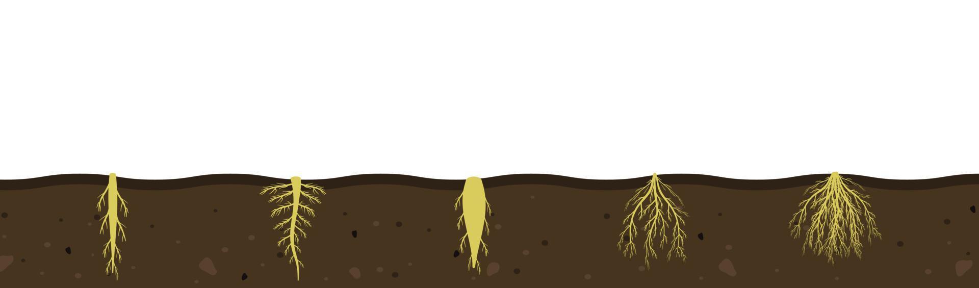 Variety of root systems in soil. Vector illustration of black soil section. Visual aid of fibrous and taproot rhizomes of plants.