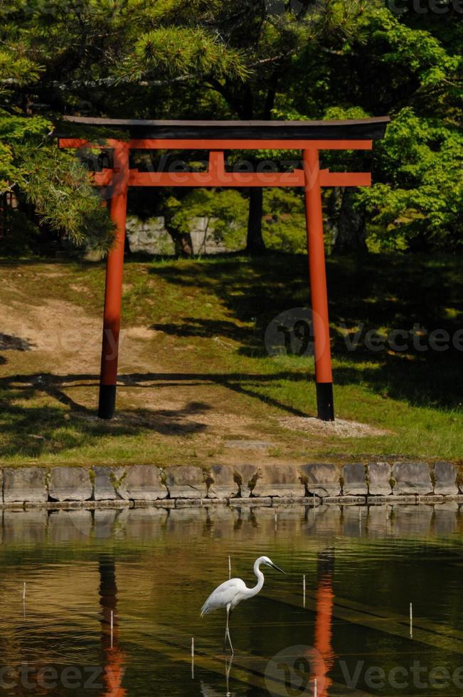 White Egret bird photo