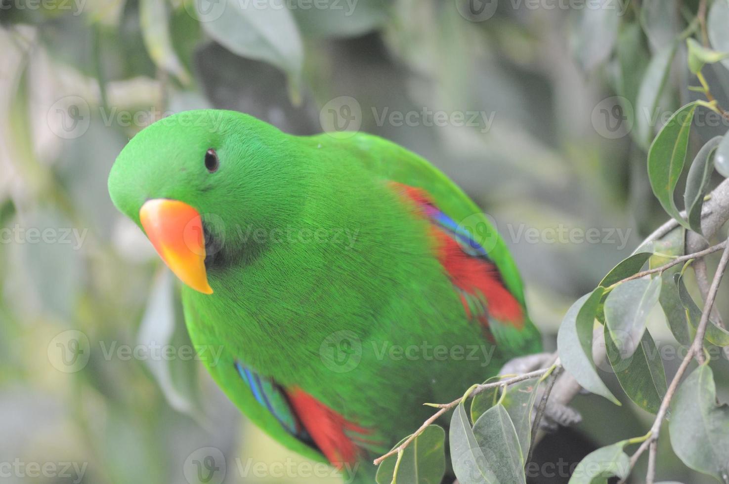 Tropical bird at the aviary photo