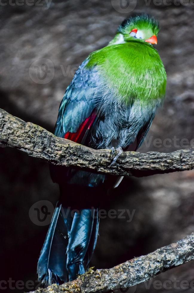 tropical pájaro a el pajarera foto