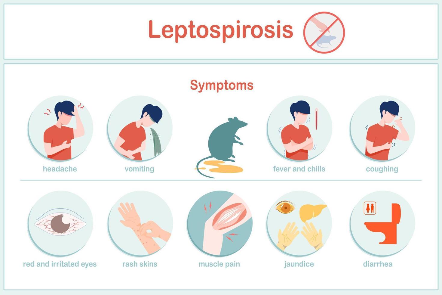 Vector illustrations infographic symptoms of leptospirosis  fever, chills  Nausea, vomiting, headache, cough, red eyes, diarrhea, skin rashes, including jaundice.