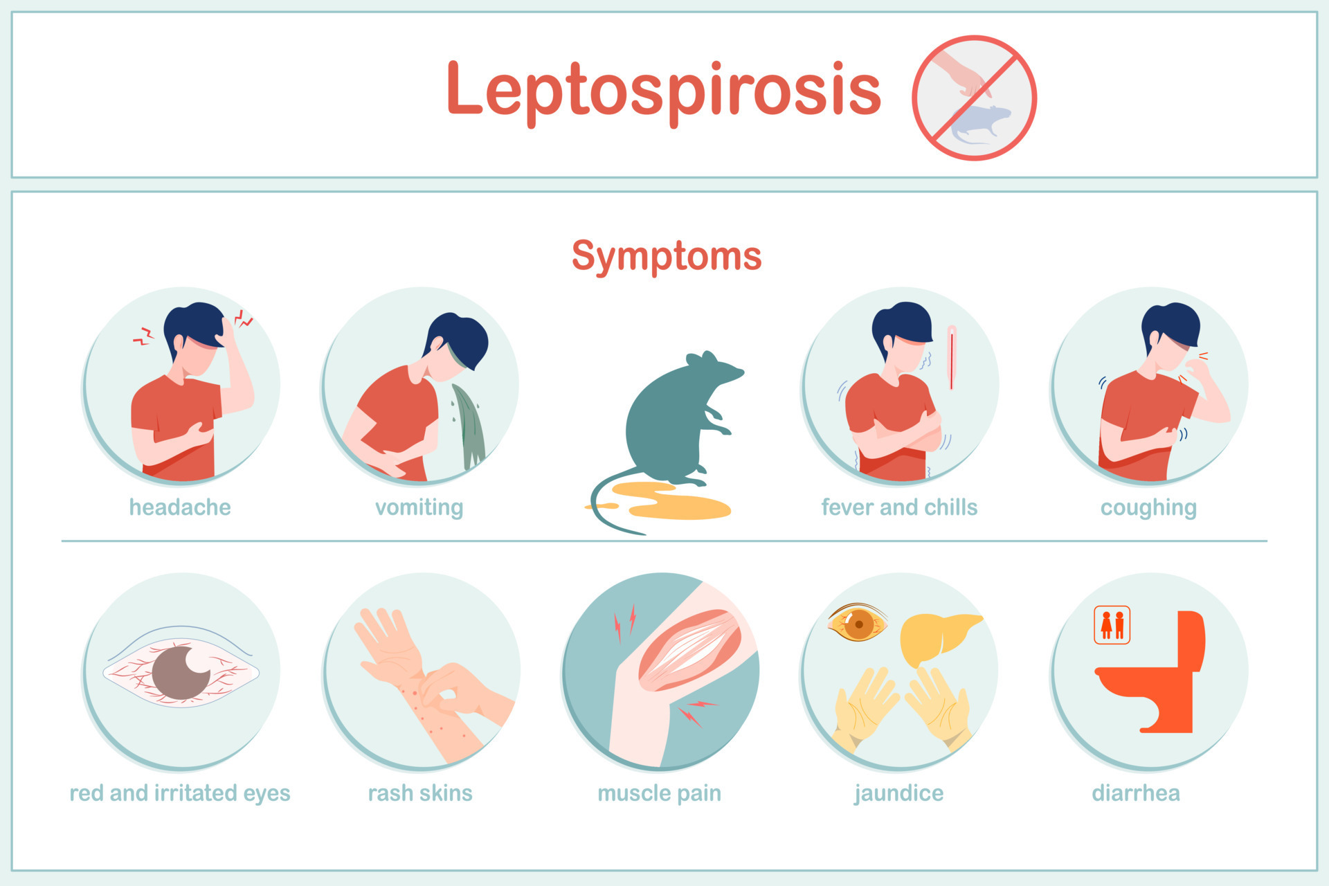 Vector Illustrations Infographic Symptoms Of Leptospirosis Fever 