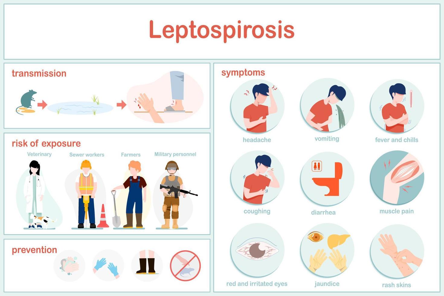 vector illustrations infographic of Leptospirosis.Examples of groups at risk of infection are farmers,veterinarians,soldiers,and sewer workers.Symptoms and prevention methods from leptospirosis