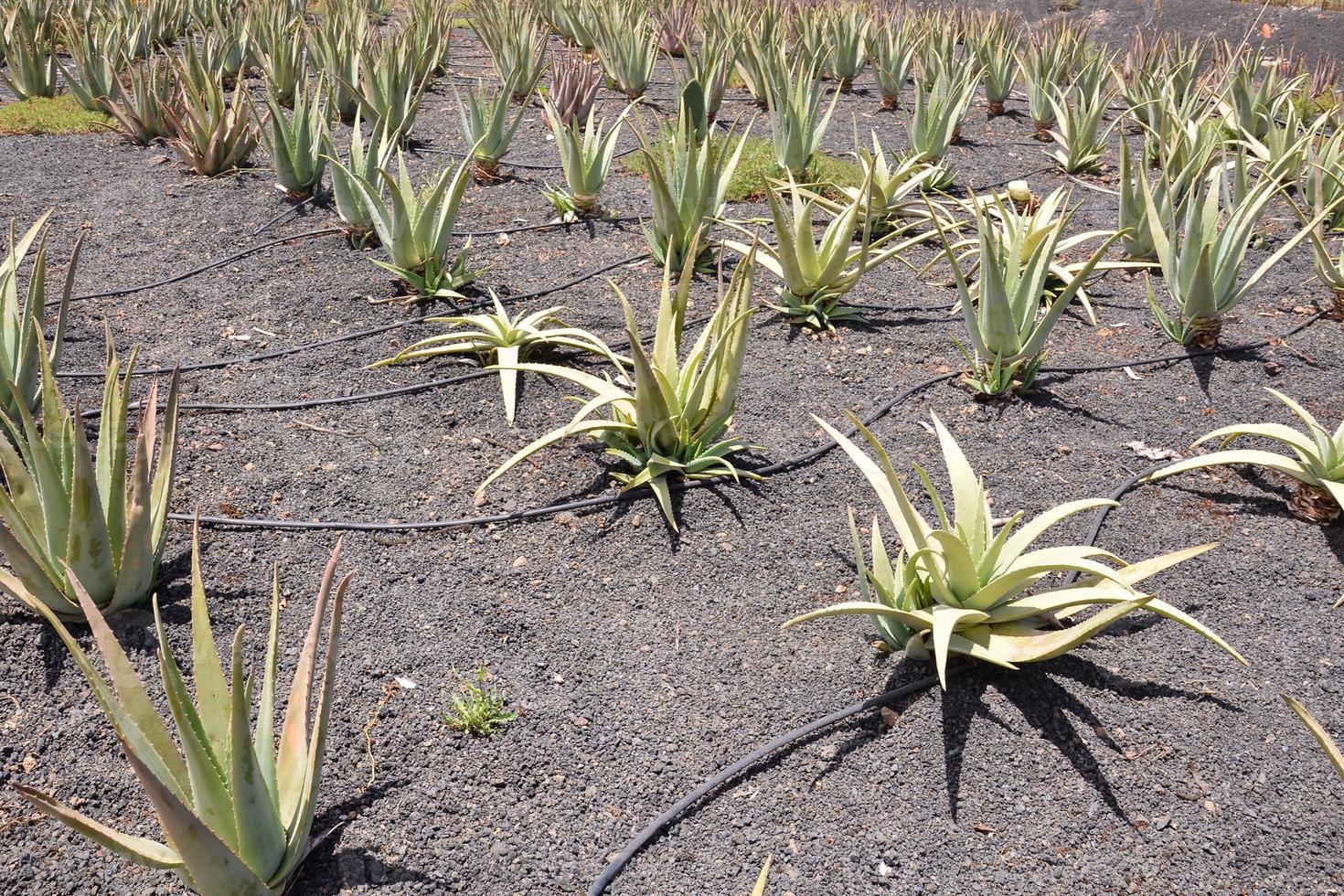 campo de aloe vera foto