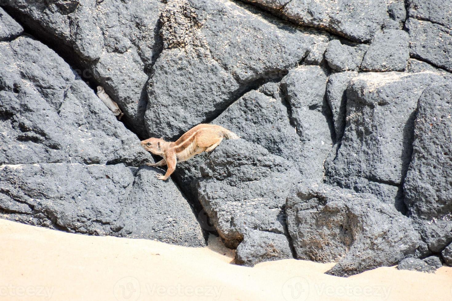 ardilla en el rocas foto