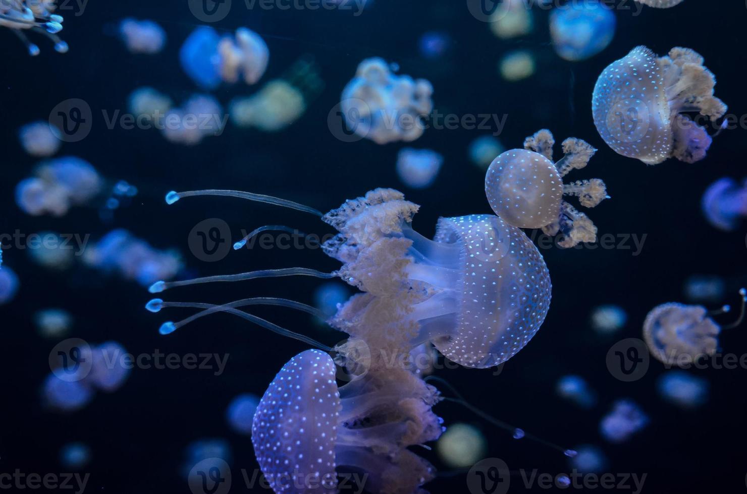 Marine life in the aquarium photo