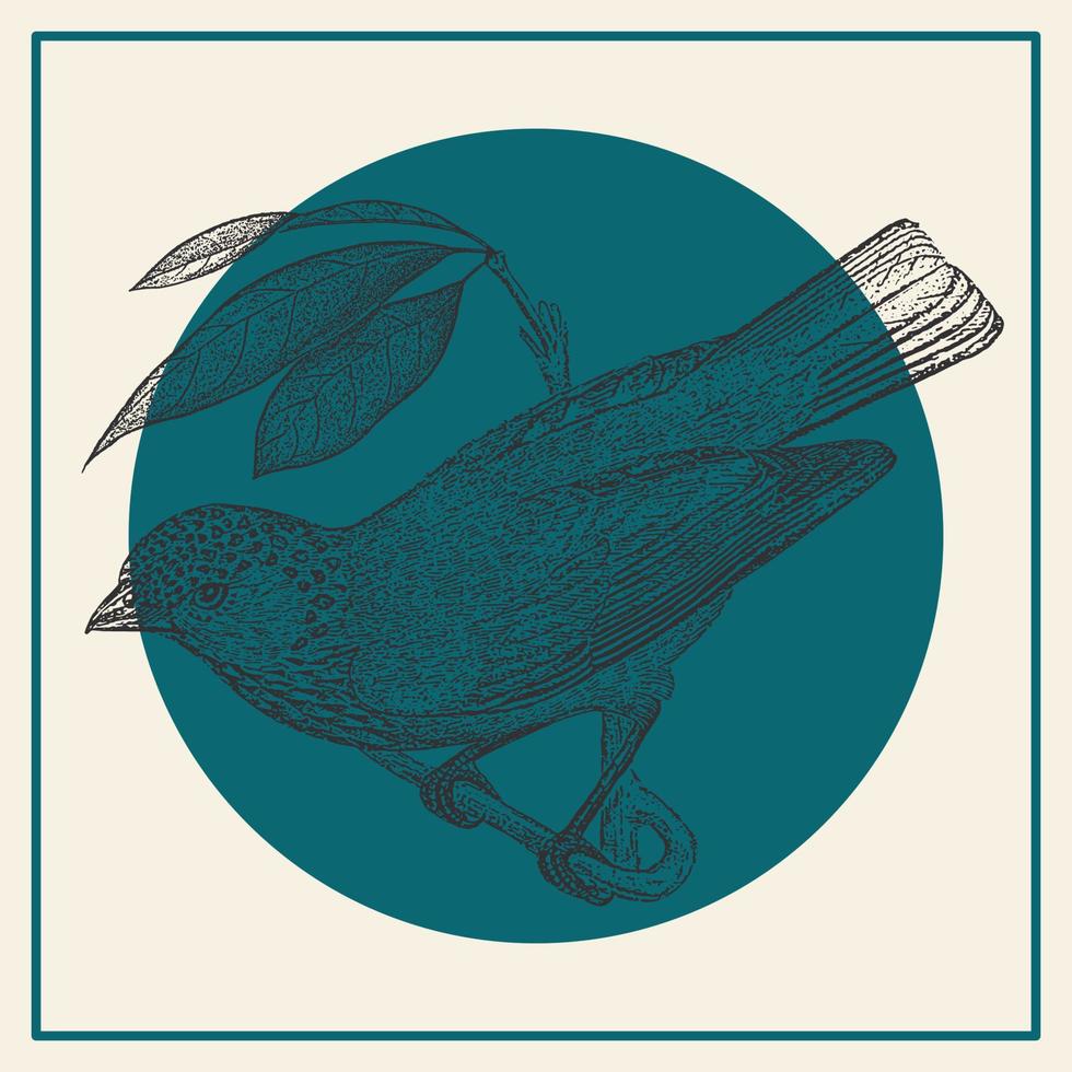 Tanager bird engraving illustration card in blue colours. Fauna and flora art. Monochrome tanager on the branch sketch for prints and design vector