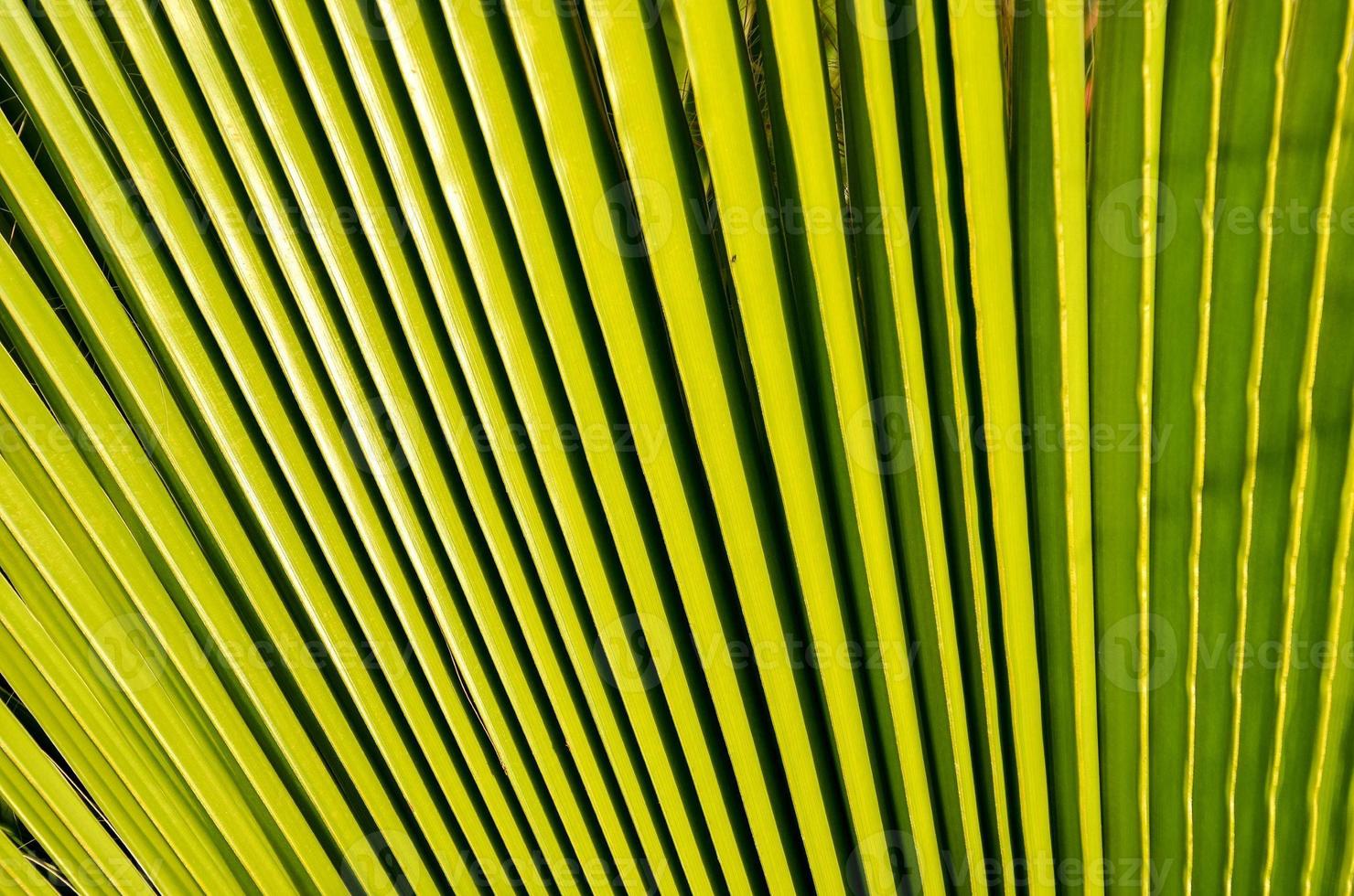 Green palm leaf photo