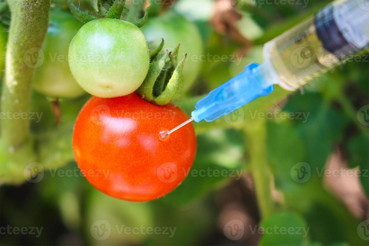 Injection of syringe in red tomato in garden photo