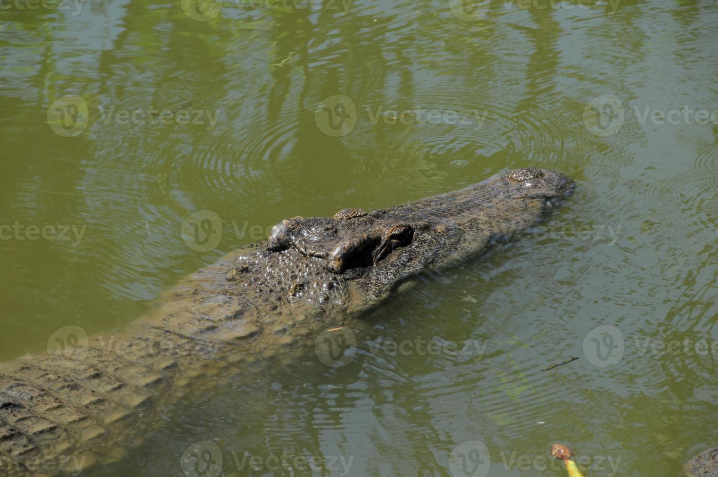 Alligator at the zoo photo