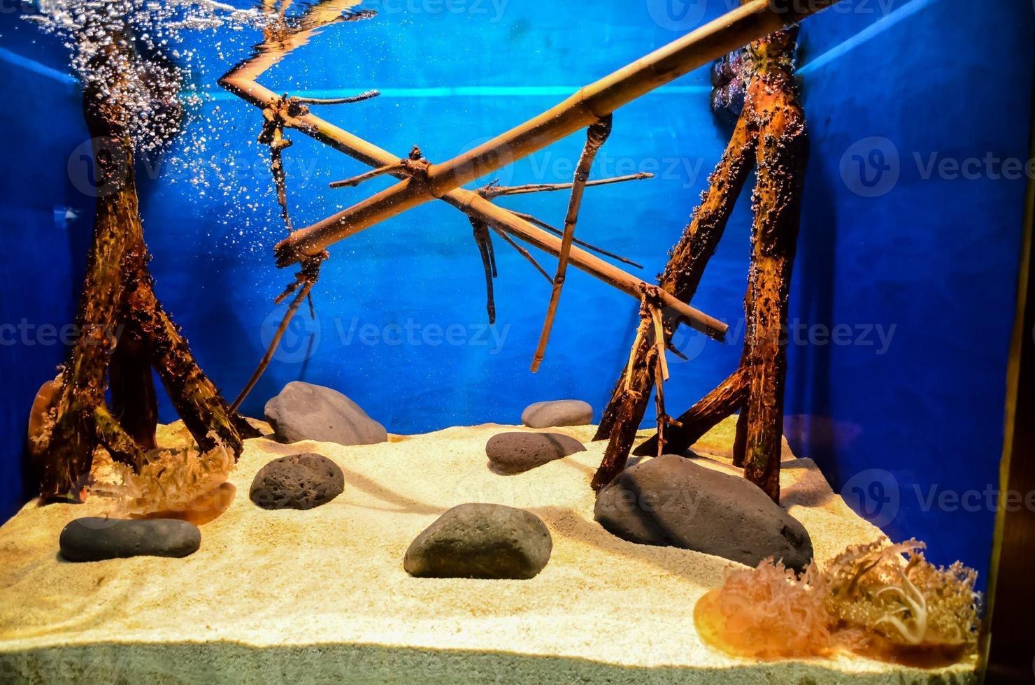 Aquarium for marine life photo