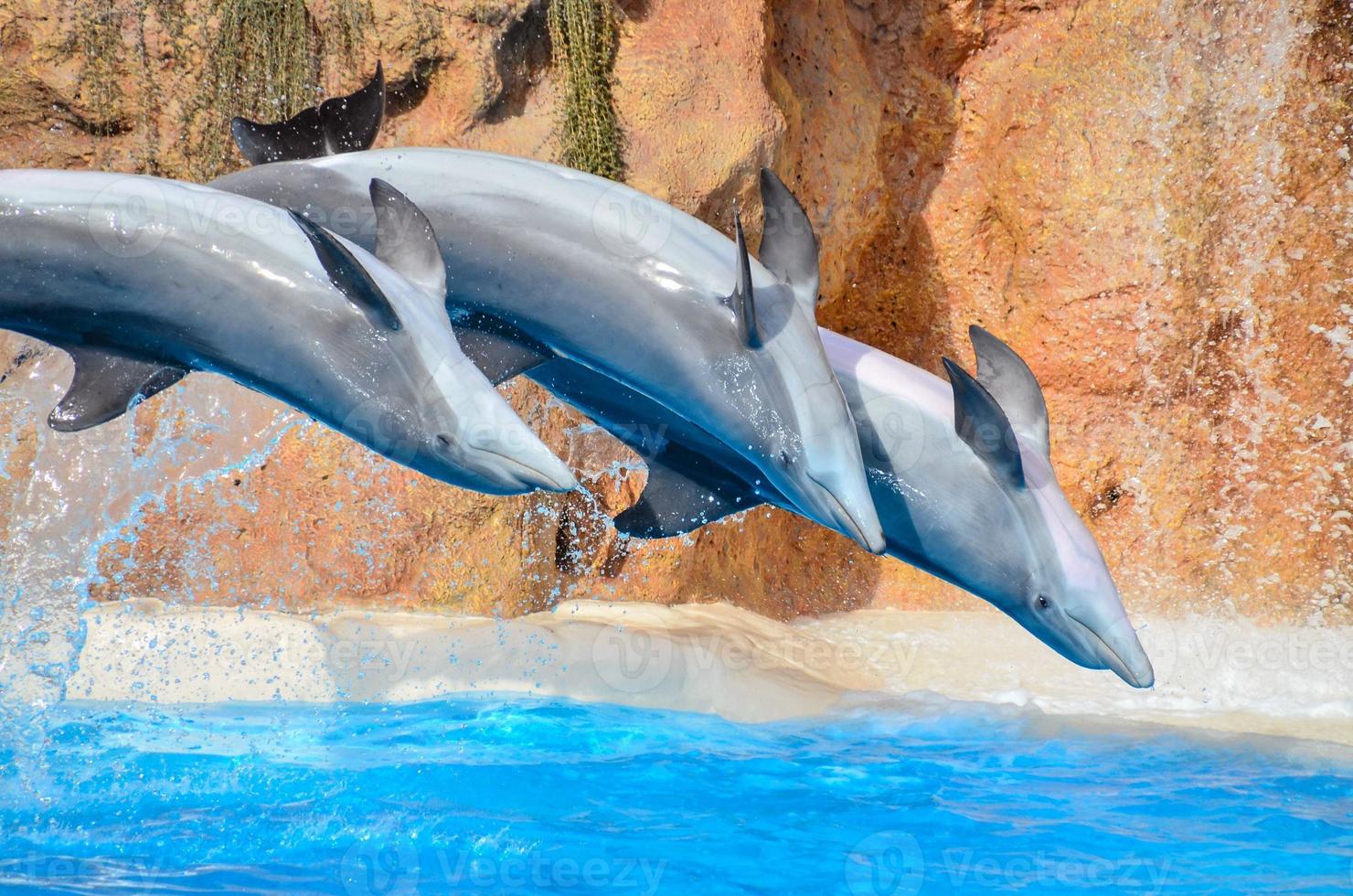 Dolphins at the zoo photo