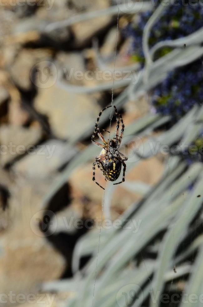 Spider in the web photo