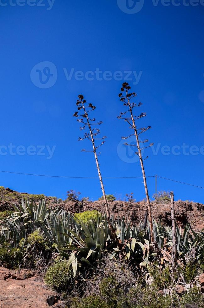 Flora in the mountains photo