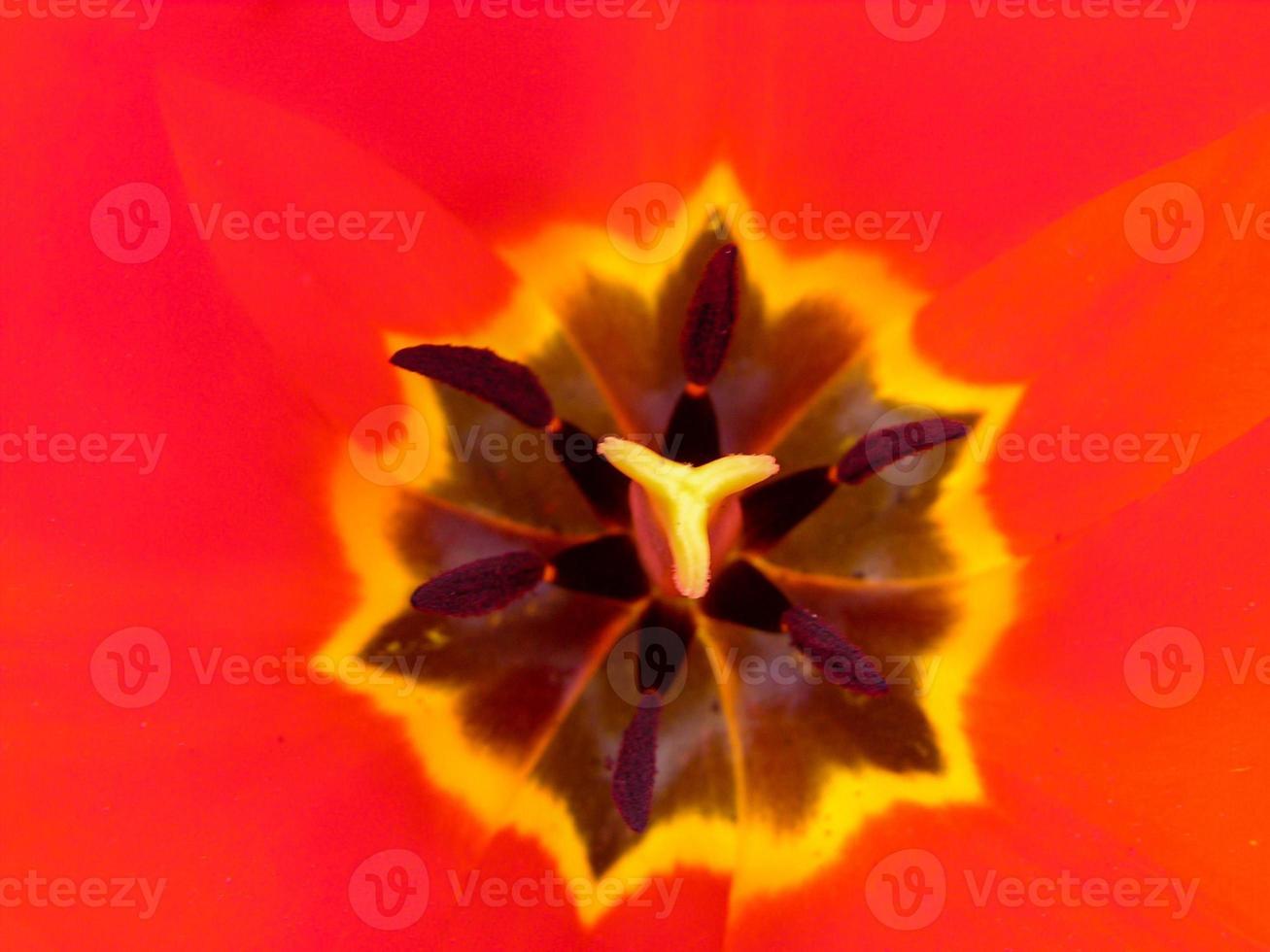 Red flower close up photo